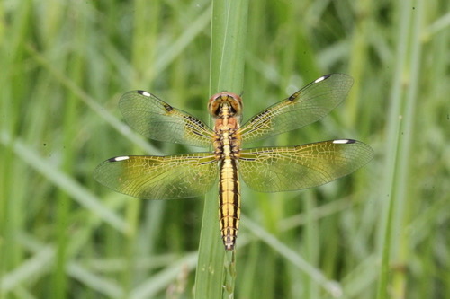 แมลงปอบ้านปานปีกทอง · Asian Widow · Palpopleura sexmaculata
