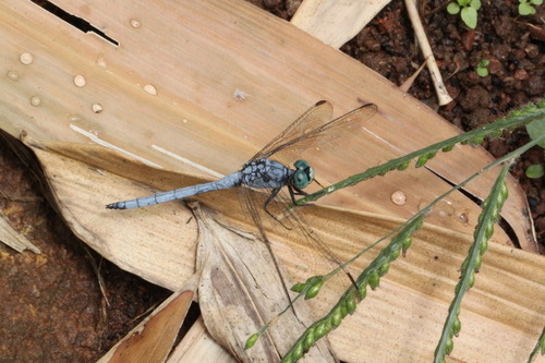 แมลงปอบ้านเสือฟ้าหน้าขาว · Slender Blue Skimmer · Orthetrum luzonicum