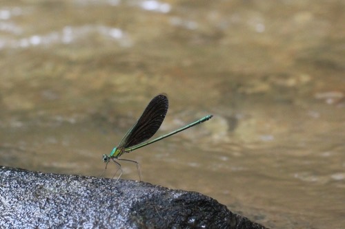 แมลงปอเข็มน้ำตกใหญ่จีน · Green Metalwing · Neurobasis chinensis