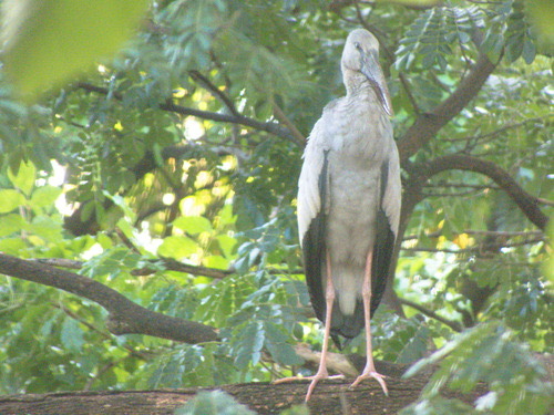 นกปากห่าง · Asian Openbill · Anastomus oscitans