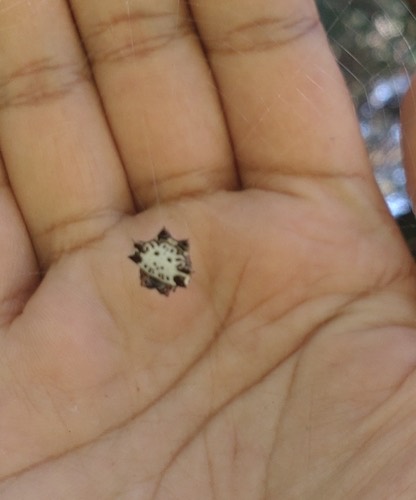 แมงมุมหลังหนามสั้นดําขาว · Black-and-white Spiny Spider · Gasteracantha kuhli