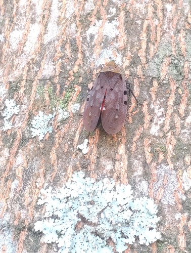 จักจั่นงวงกุดใต้ปีกแดงใหญ่ · Penthicodes atomaria