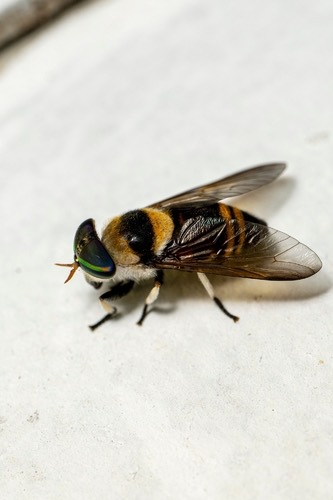Tabanus rhinargus