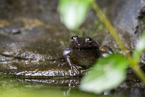 กบห้วยขาปุ่มเหนือ · Ban Khun Klang Wart Frog · Limnonectes taylori
