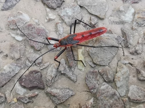 มวนท้องยาว · Macrocheraia grandis