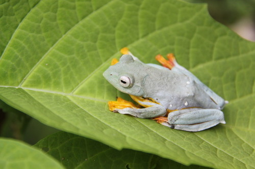 ปาดตีนเหลือง · Red-webbed Treefrog · Rhacophorus rhodopus