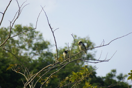 นกกิ้งโครงคอดำ · Black-collared Starling · Gracupica nigricollis