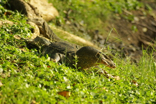 เหี้ย · Common Water Monitor · Varanus salvator