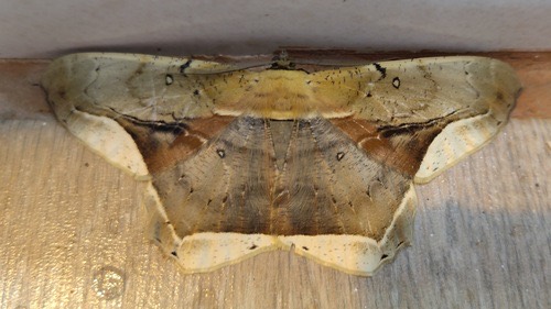 Chorodna metaphaearia