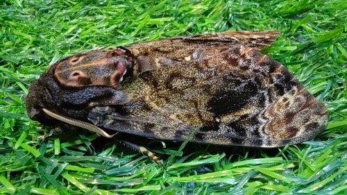 ผีเสื้อหัวกะโหลกใหญ่ · Greater Death's Head Hawkmoth · Acherontia lachesis