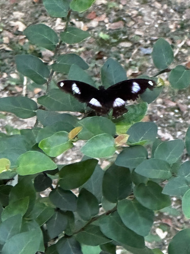 ผีเสื้อปีกไข่ใหญ่ · Great Eggfly · Hypolimnas bolina