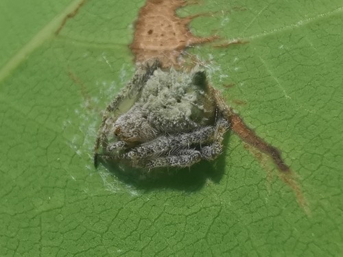 แมงมุมใยกลมท้องแหลม · Laglaise's Garden Spider · Eriovixia laglaizei