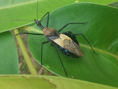 มวนเพชฌฆาตคาดเหลือง · Sycanus bifidus