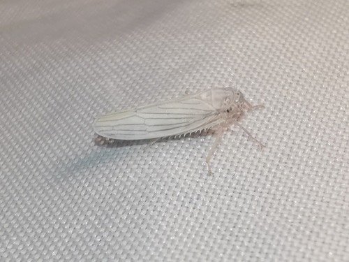 เพลี้ยจักจั่นขาวใหญ่ · White Rice Leafhopper · Cofana spectra