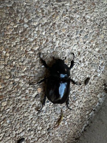 ด้วงกว่างสยาม · Siamese Rhinoceros Beetle · Xylotrupes socrates