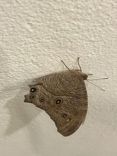 ผีเสื้อสายัณห์สีตาลธรรมดา · Common Evening Brown · Melanitis leda