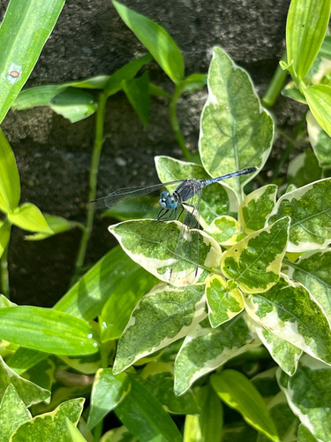 แมลงปอบ้านสองสีฟ้า · Chalky Percher · Diplacodes trivialis