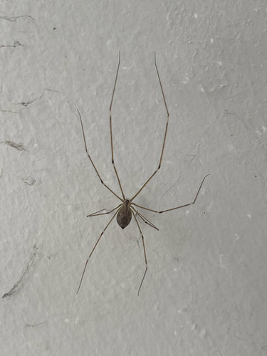 Tailed Cellar Spider · Crossopriza lyoni