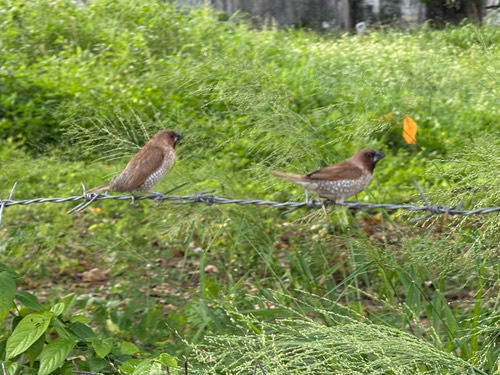 นกกระติ๊ดขี้หมู · Scaly-breasted Munia · Lonchura punctulata