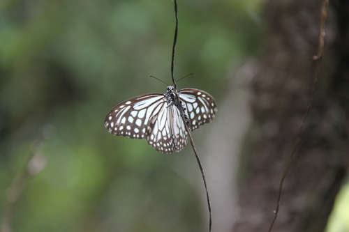 ผีเสื้อลายเสือขีดยาว · Glassy Tiger · Parantica aglea