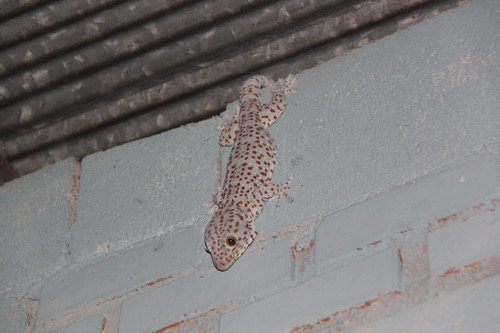 ตุ๊กแกบ้าน · Tokay Gecko · Gekko gecko