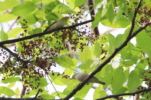นกแว่นตาขาวสีข้างแดง · Chestnut-flanked White-eye · Zosterops erythropleurus