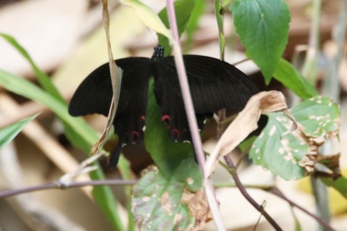 ผีเสื้อหางติ่งเฮเลน · Red Helen Swallowtail · Papilio helenus