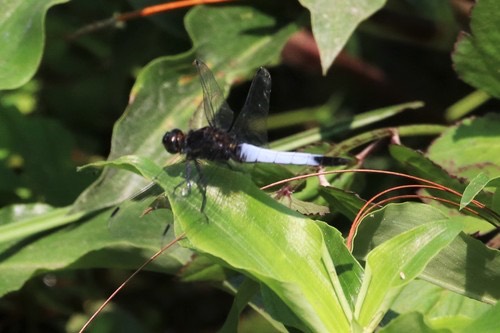 แมลงปอบ้านเสือสามเหลี่ยมมลายู · Blue-tailed Forest Hawk · Orthetrum triangulare