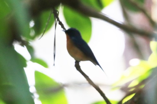 นกจับแมลงคอน้ำตาลแดง · Hill Blue Flycatcher · Cyornis whitei