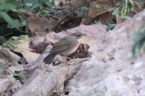 นกเขนน้อยไซบีเรีย · Siberian Blue Robin · Larvivora cyane