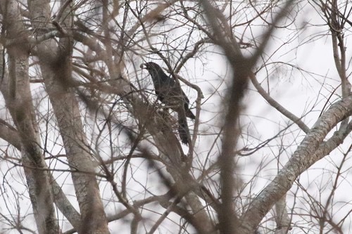 นกกาเหว่า · Asian Koel · Eudynamys scolopaceus