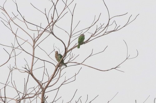 นกโพระดกธรรมดา · Lineated Barbet · Psilopogon lineatus