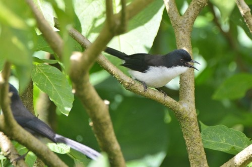 นกหางรำดำ · Black-backed Sibia · Heterophasia melanoleuca