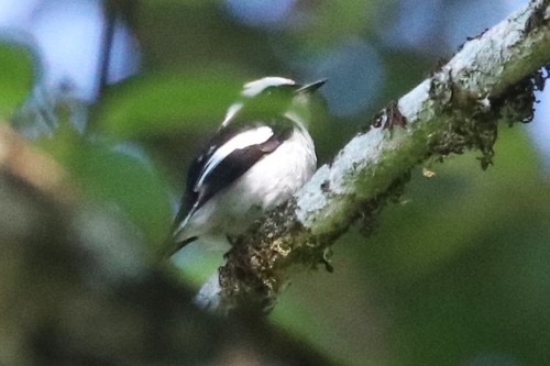 นกจับแมลงเล็กขาวดำ · Little Pied Flycatcher · Ficedula westermanni