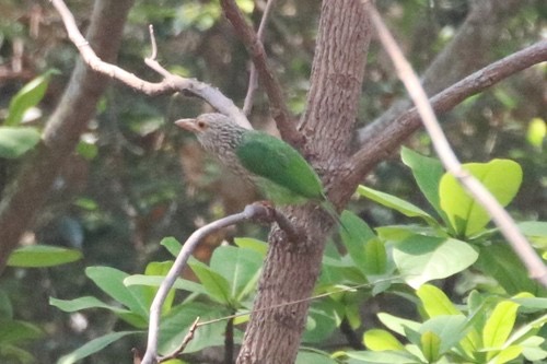 นกโพระดกธรรมดา · Lineated Barbet · Psilopogon lineatus