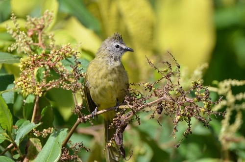 นกปรอดหัวตาขาว · Flavescent Bulbul · Pycnonotus flavescens
