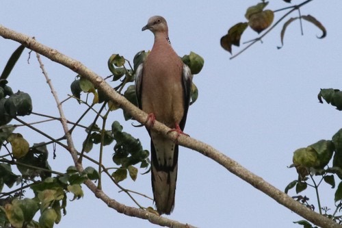 นกเขาใหญ่ · Spotted Dove · Spilopelia chinensis