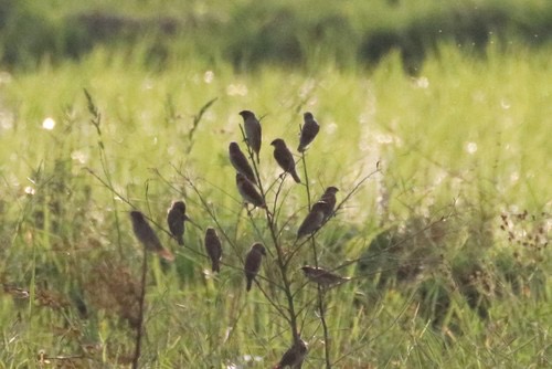 นกกระติ๊ดขี้หมู · Scaly-breasted Munia · Lonchura punctulata