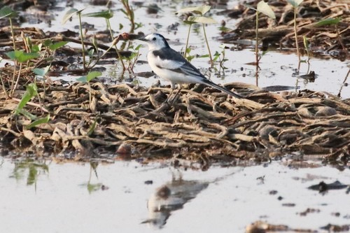 นกอุ้มบาตร · White Wagtail · Motacilla alba