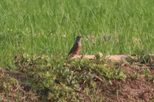 นกอีวาบตั๊กแตน · Plaintive Cuckoo · Cacomantis merulinus