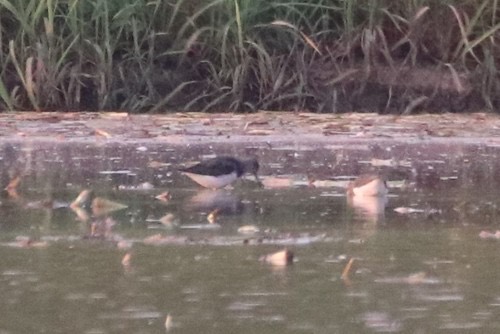 นกชายเลนเขียว · Green Sandpiper · Tringa ochropus