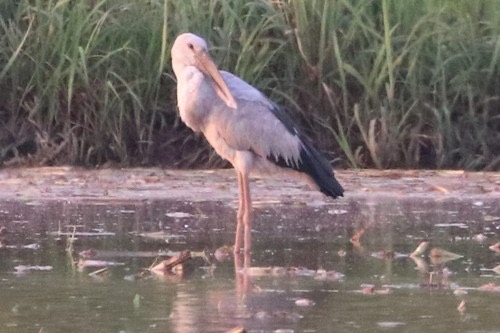 นกปากห่าง · Asian Openbill · Anastomus oscitans