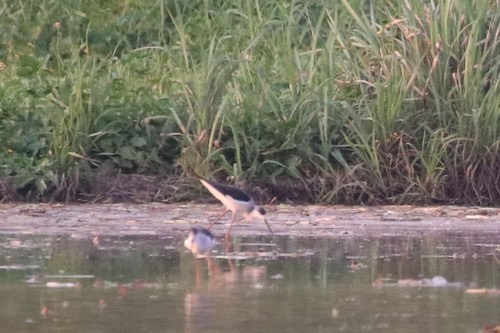นกตีนเทียน · Black-winged Stilt · Himantopus himantopus