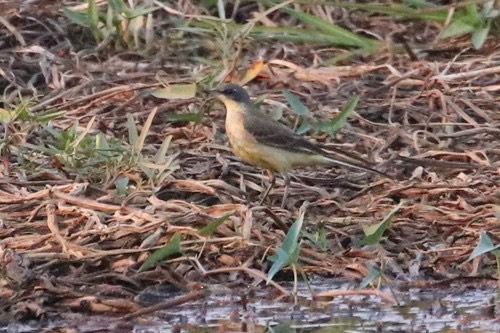 นกเด้าลมเหลือง · Eastern Yellow Wagtail · Motacilla tschutschensis
