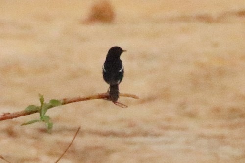 นกยอดหญ้าสีดำ · Pied Bushchat · Saxicola caprata