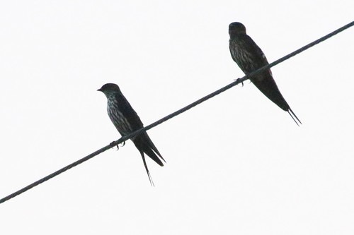 นกนางแอ่นตะโพกแดง · Eastern Red-rumped Swallow · Cecropis daurica