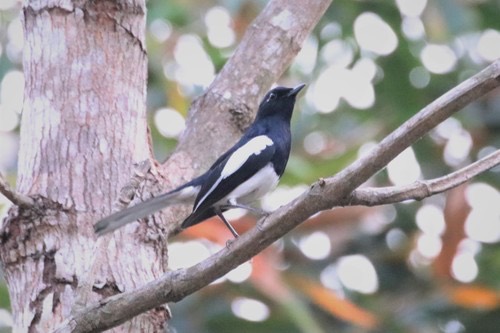 นกกางเขนบ้าน · Oriental Magpie-Robin · Copsychus saularis