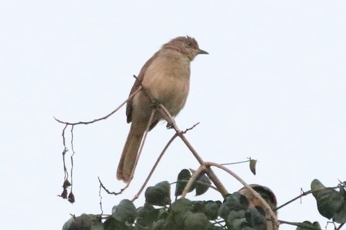 นกปรอดสวน · Streak-eared Bulbul · Pycnonotus conradi