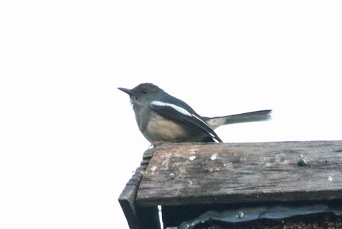 นกกางเขนบ้าน · Oriental Magpie-Robin · Copsychus saularis