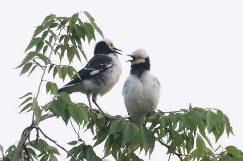 นกกิ้งโครงคอดำ · Black-collared Starling · Gracupica nigricollis
